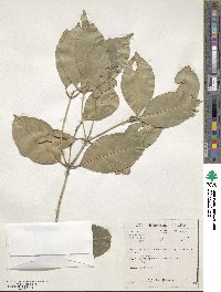 Olea capensis subsp. macrocarpa image