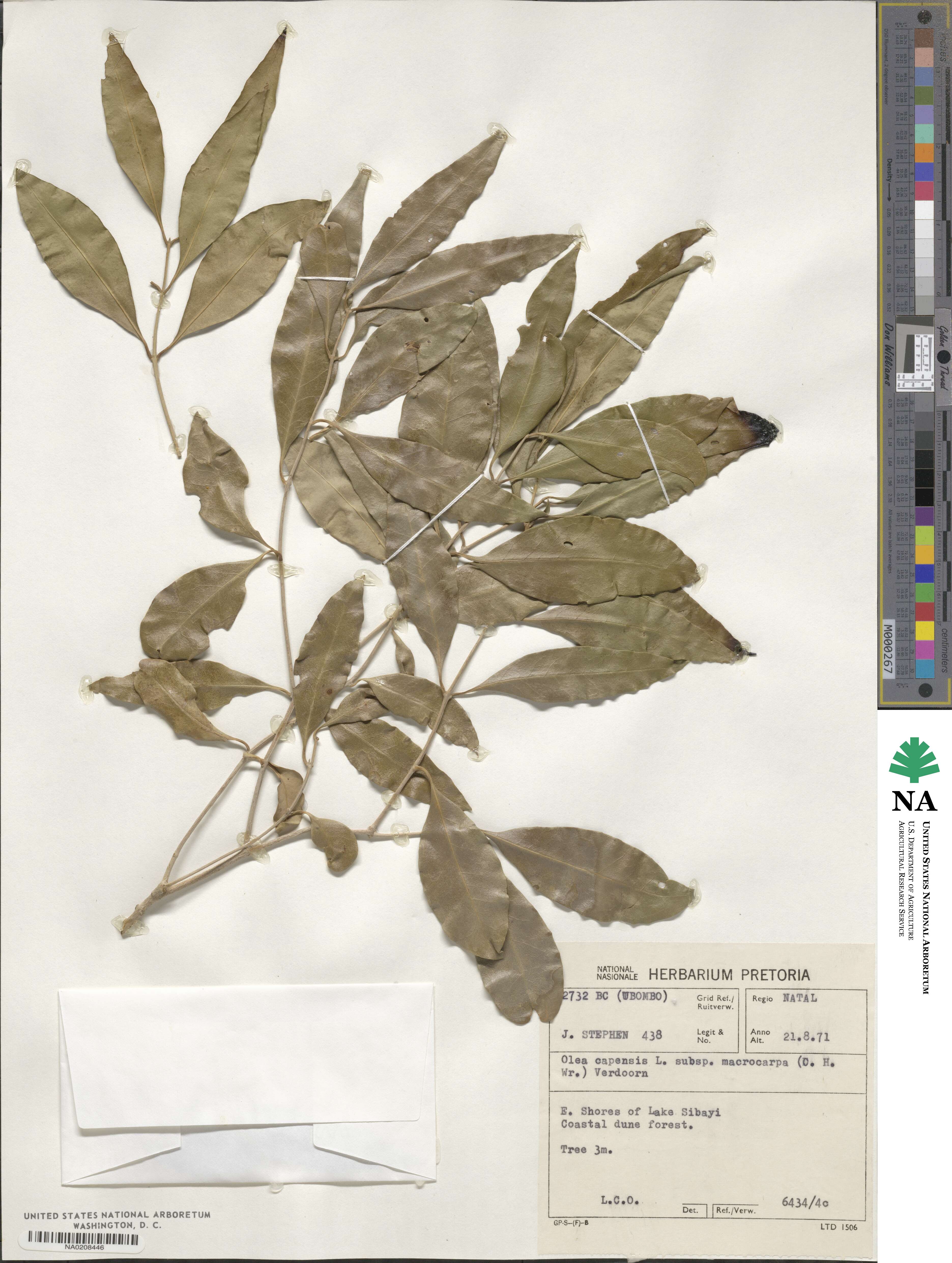 Olea capensis subsp. macrocarpa image