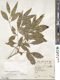 Olea capensis subsp. macrocarpa image