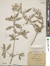 Olea europaea image