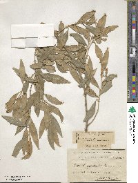 Olea europaea subsp. cuspidata image