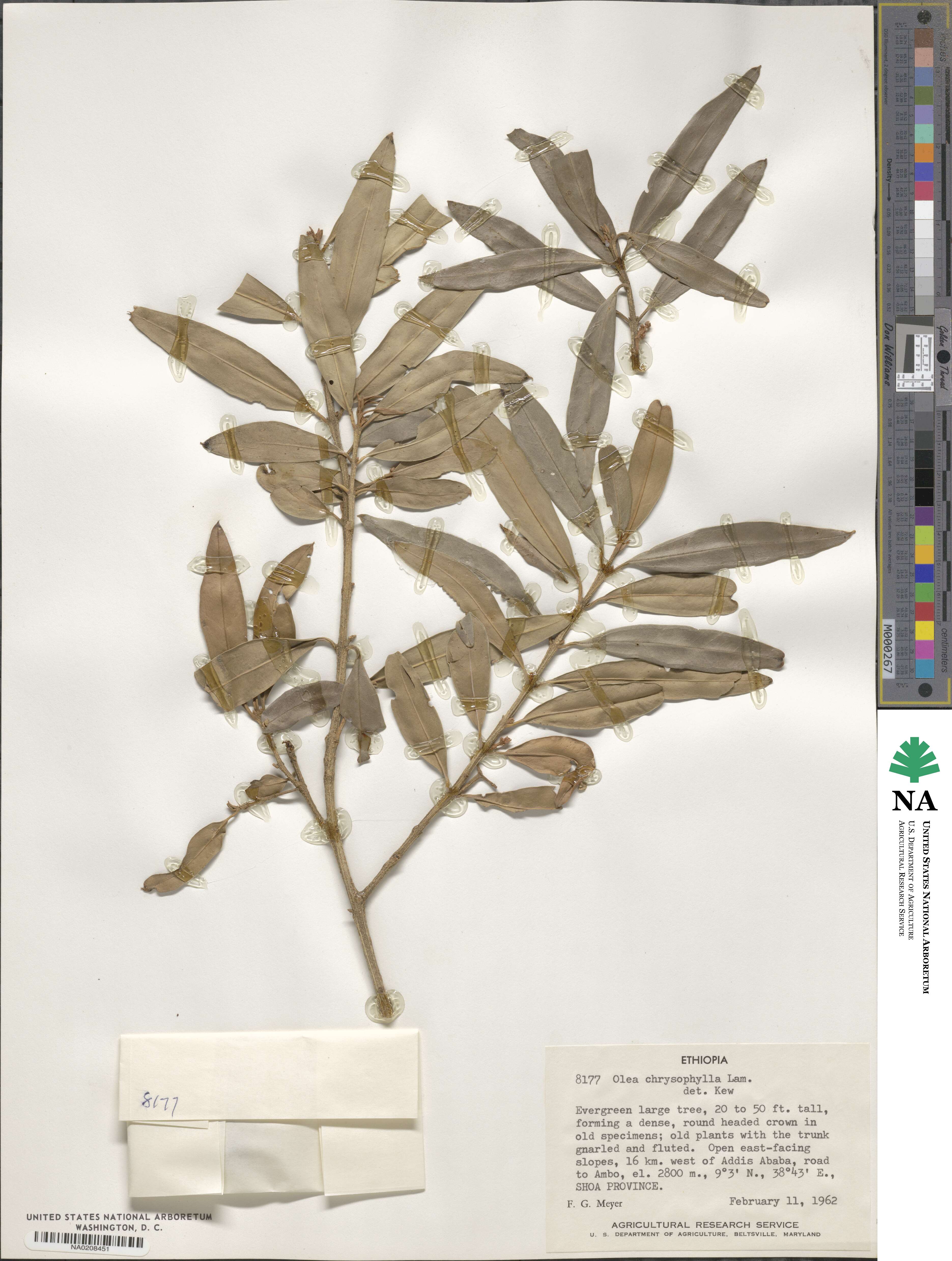 Olea europaea subsp. cuspidata image