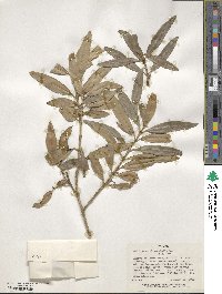 Olea europaea subsp. cuspidata image