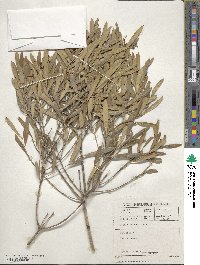 Image of Olea exasperata