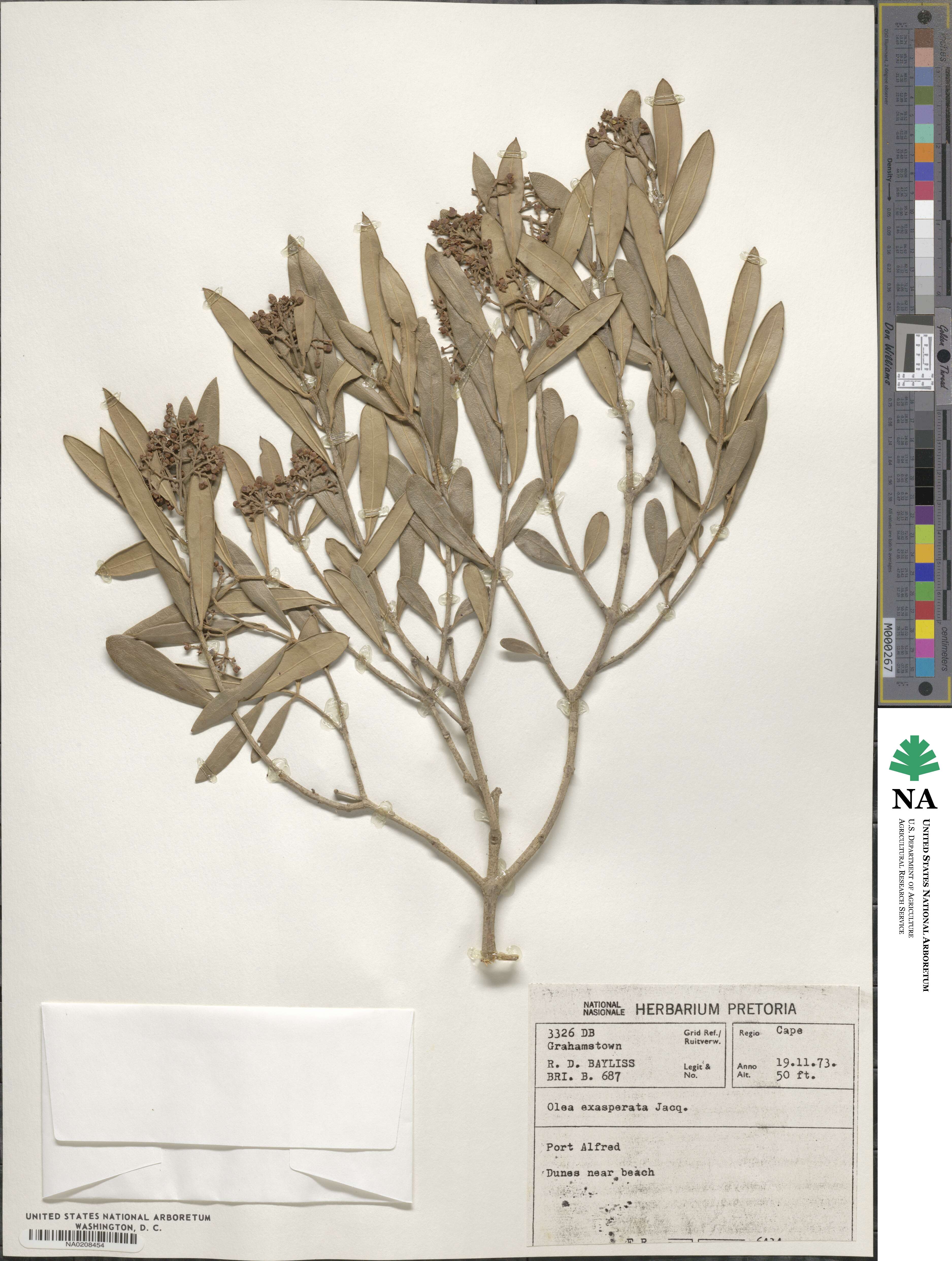 Olea exasperata image