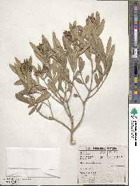 Olea exasperata image