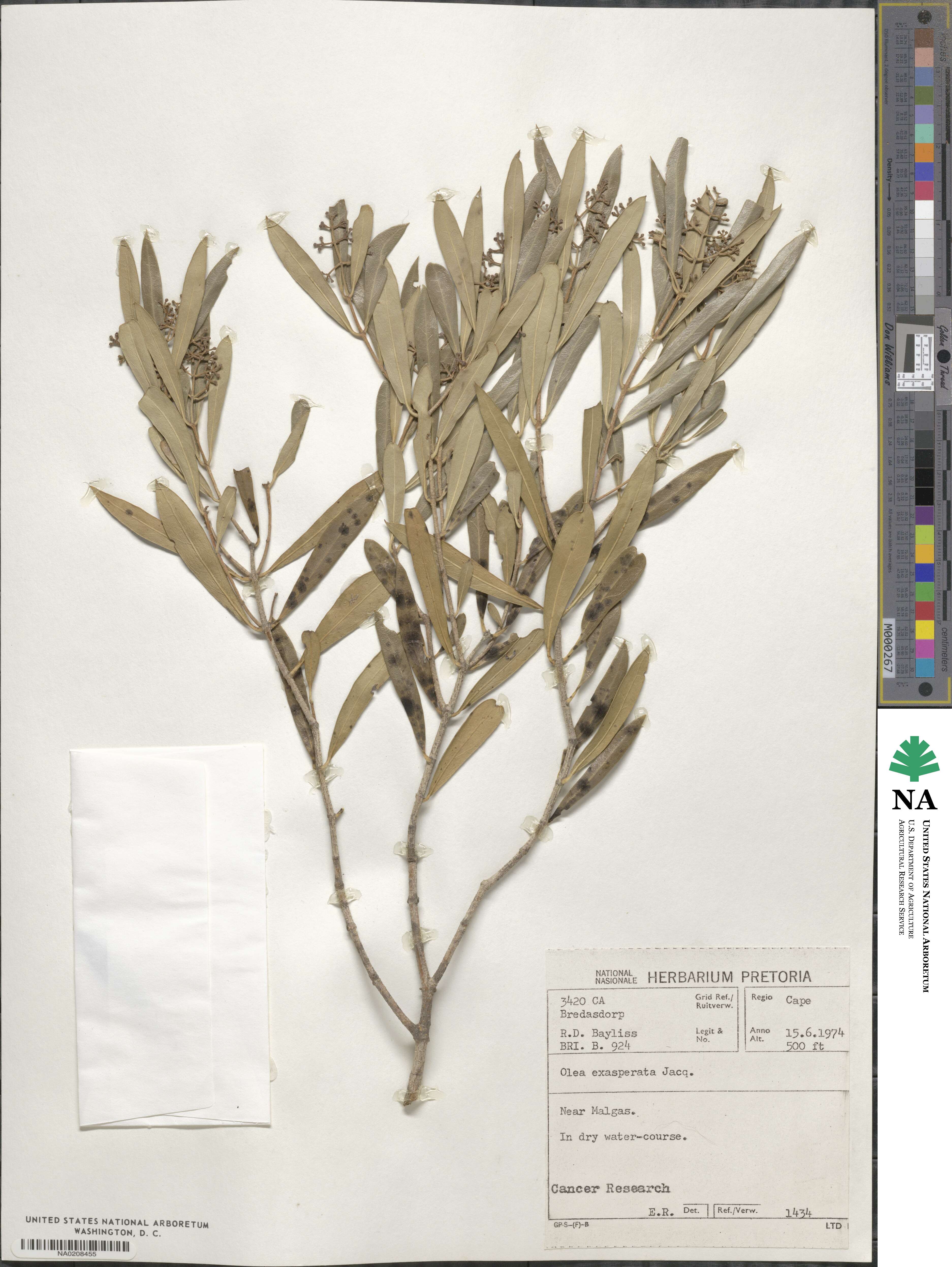 Olea exasperata image