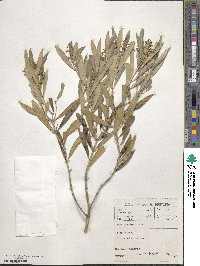 Olea exasperata image