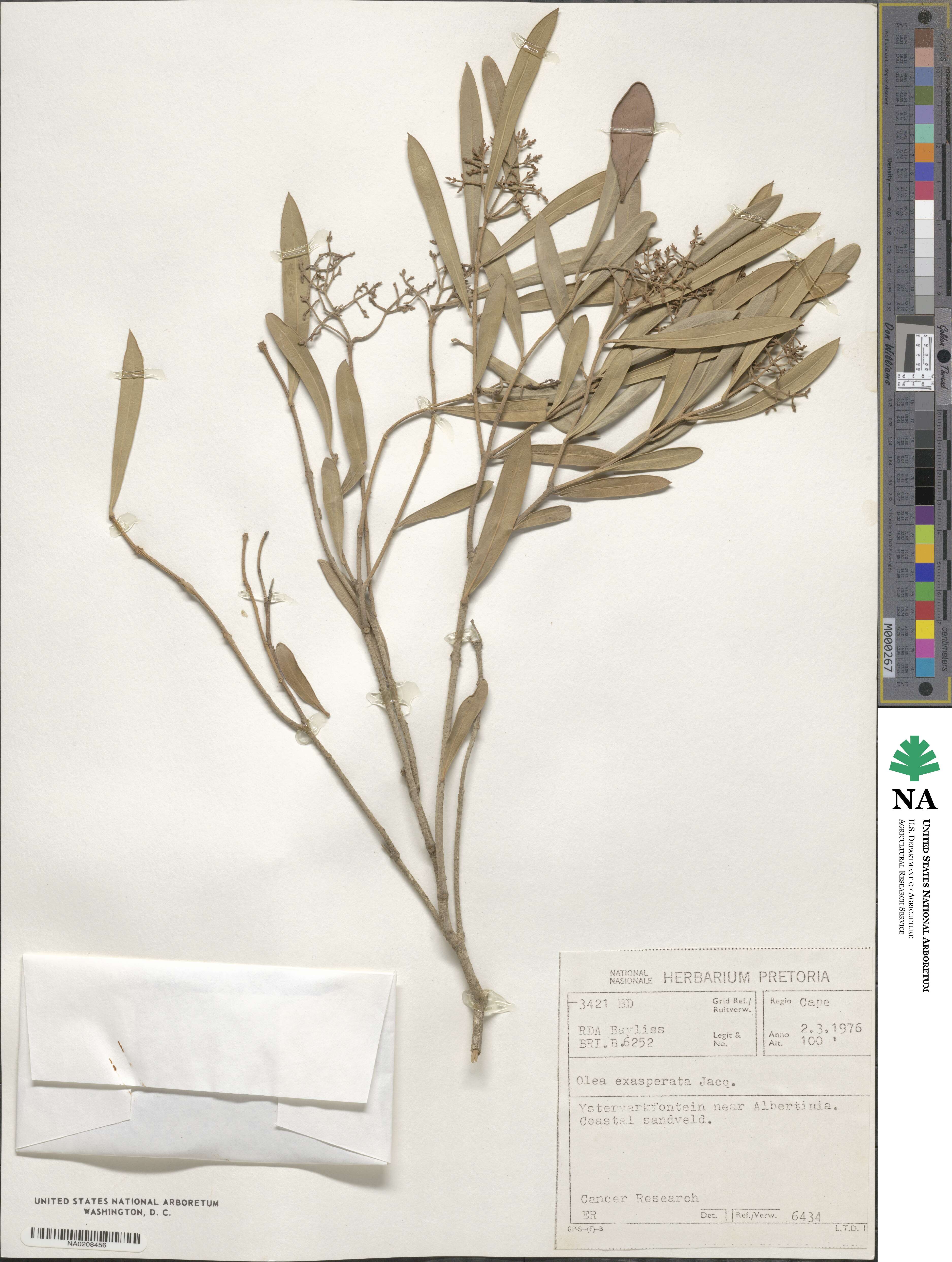 Olea exasperata image