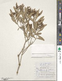 Olea exasperata image