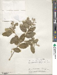 Olea capensis image