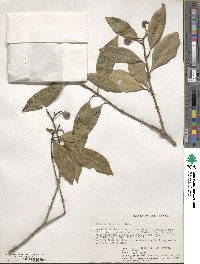 Olea capensis image