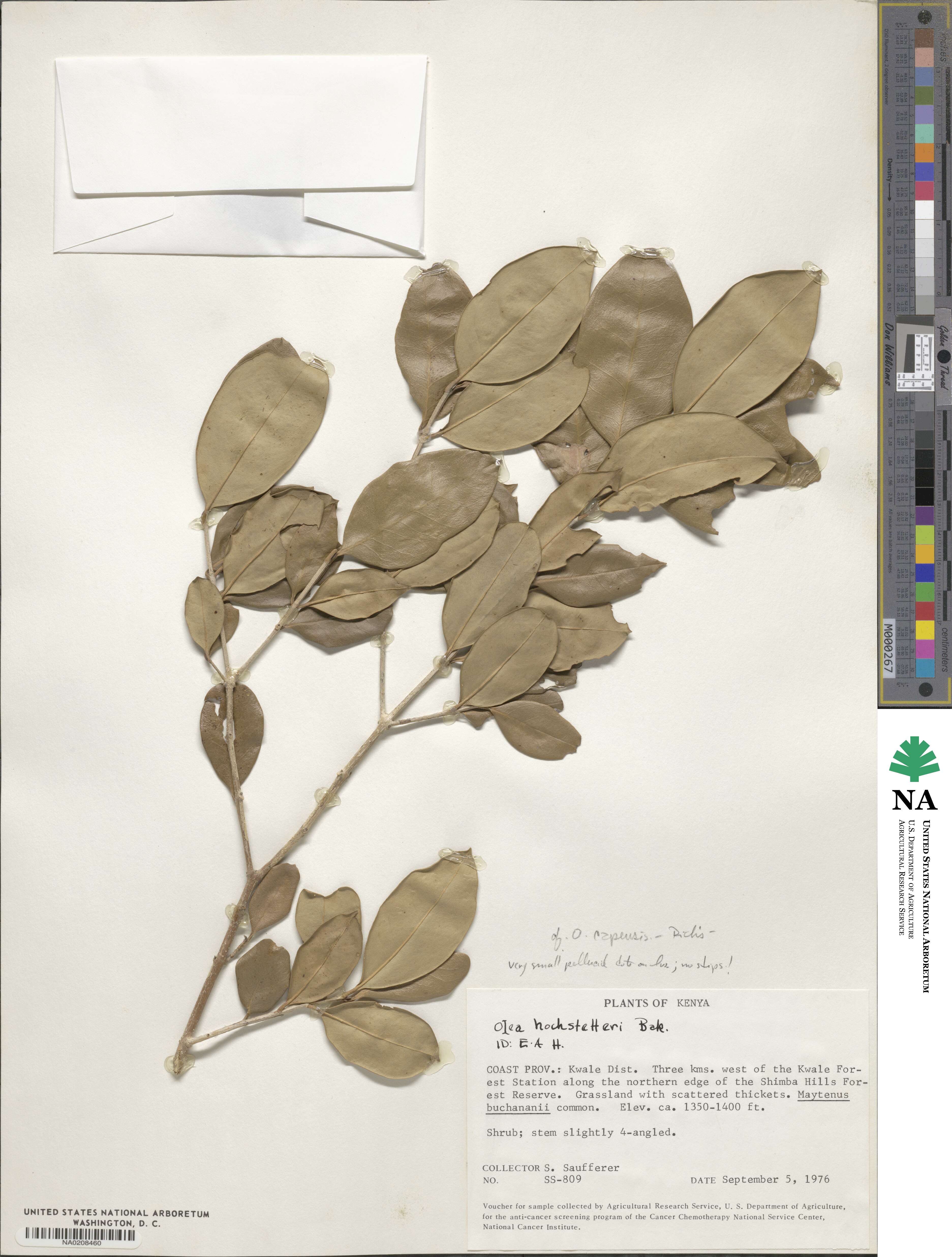 Olea capensis subsp. macrocarpa image