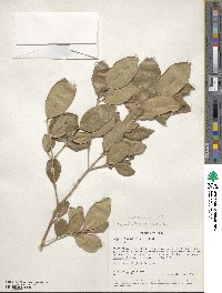 Olea capensis subsp. macrocarpa image