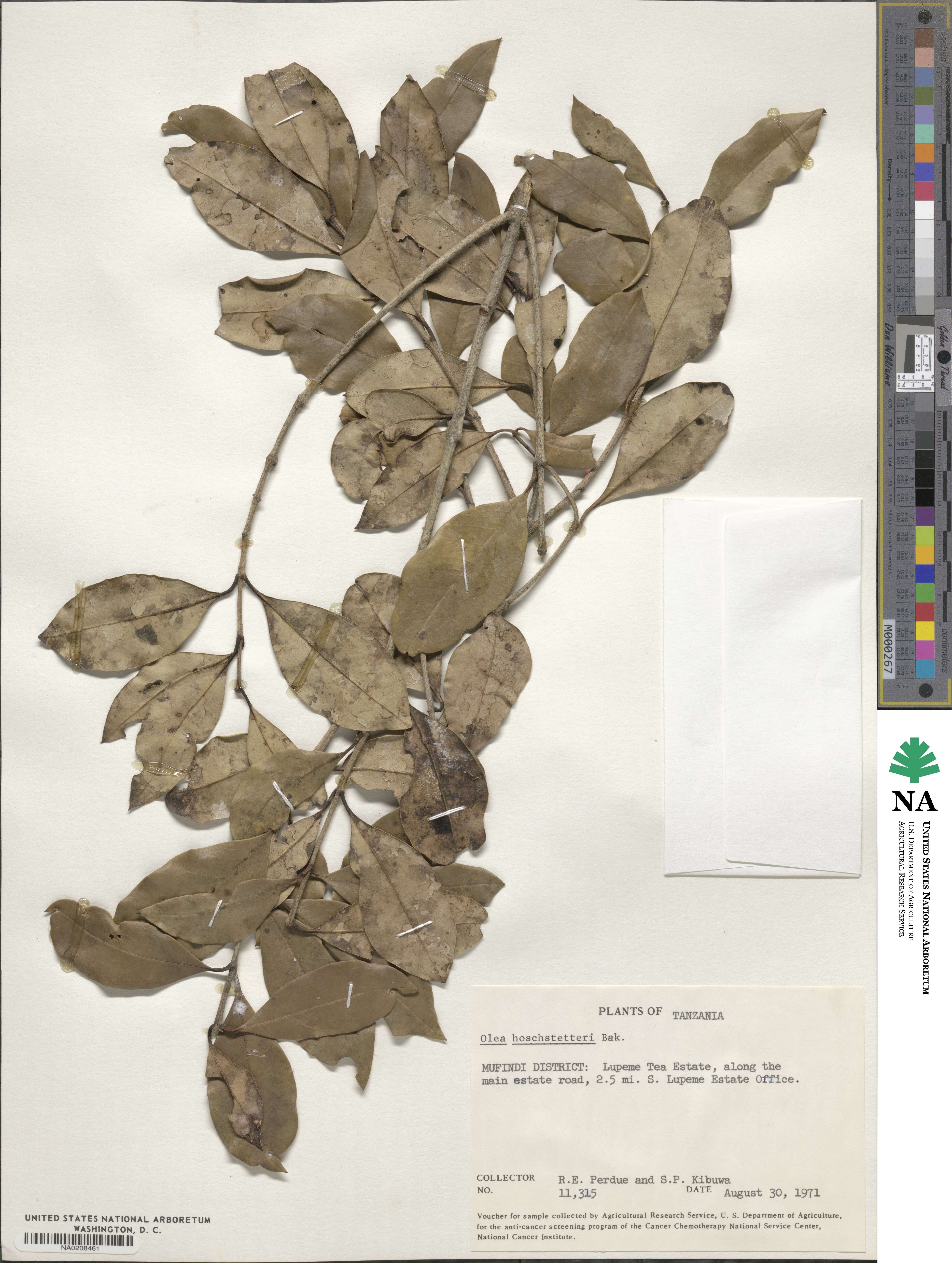 Olea capensis image