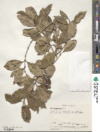 Olea capensis image