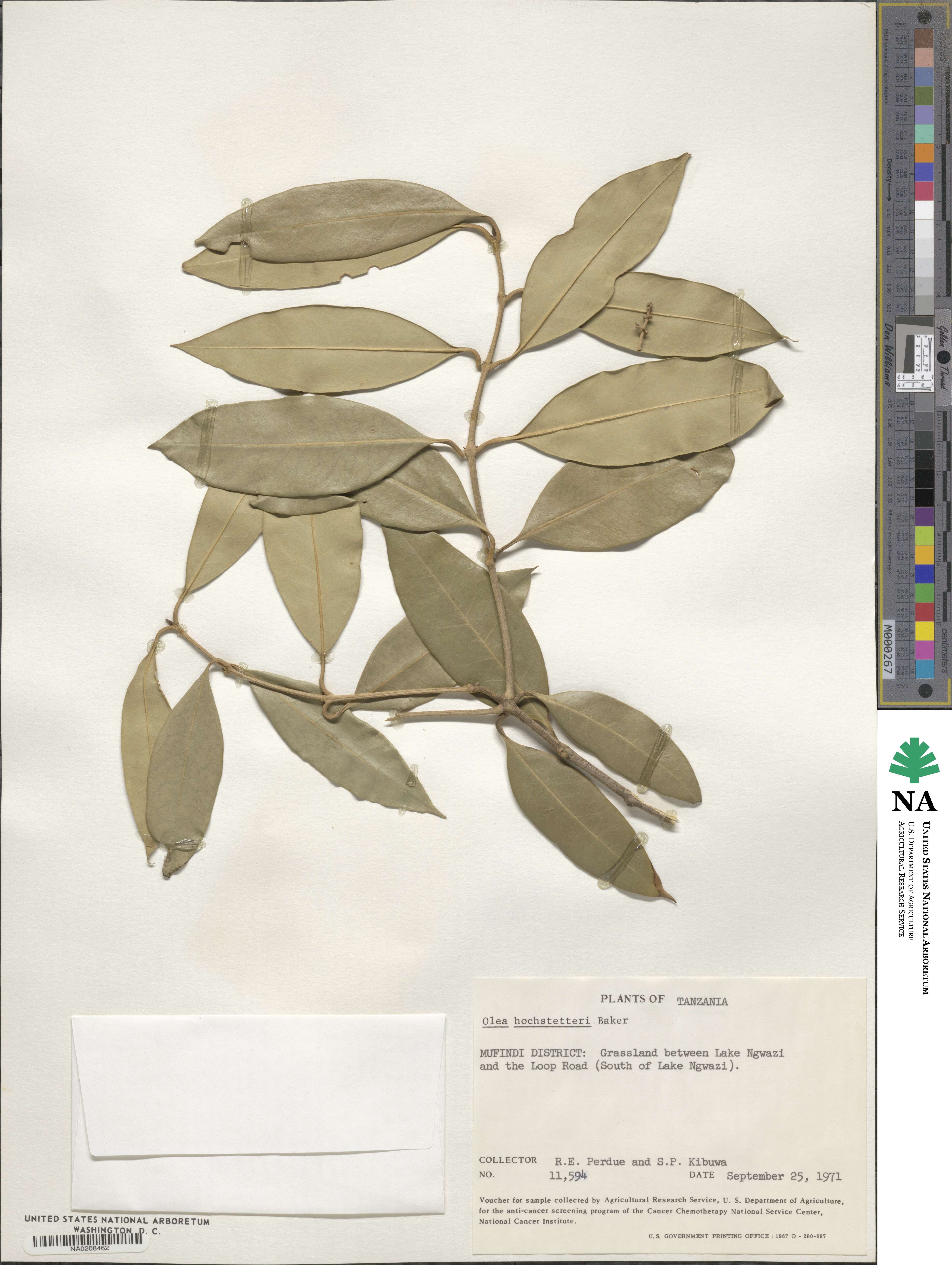 Olea capensis image