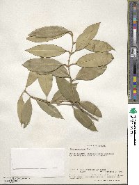 Olea capensis image