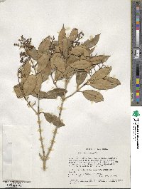 Olea capensis image