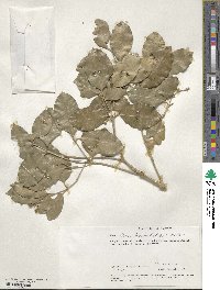 Olea capensis image