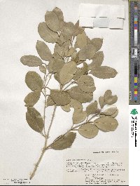 Olea capensis subsp. macrocarpa image