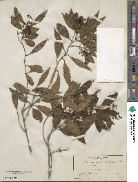 Olea europaea subsp. cuspidata image