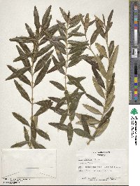 Olea europaea subsp. cuspidata image