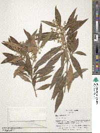 Olea europaea subsp. cuspidata image