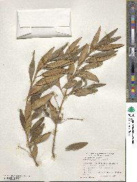 Olea europaea subsp. cuspidata image