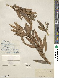 Olea europaea subsp. cuspidata image