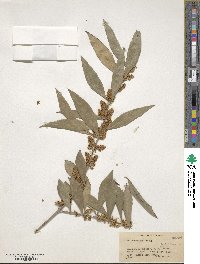 Olea europaea image