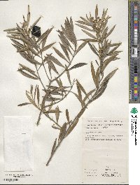 Olea europaea image