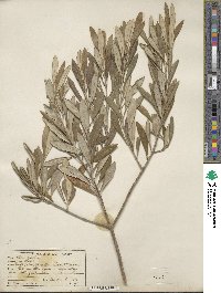 Olea europaea image