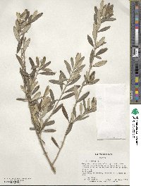 Olea europaea image