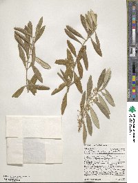 Olea europaea image