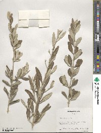 Olea europaea image