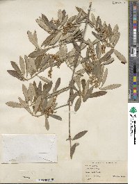 Olea europaea image