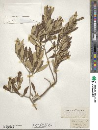 Olea europaea image