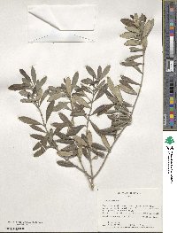 Olea europaea image