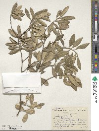 Olea europaea image