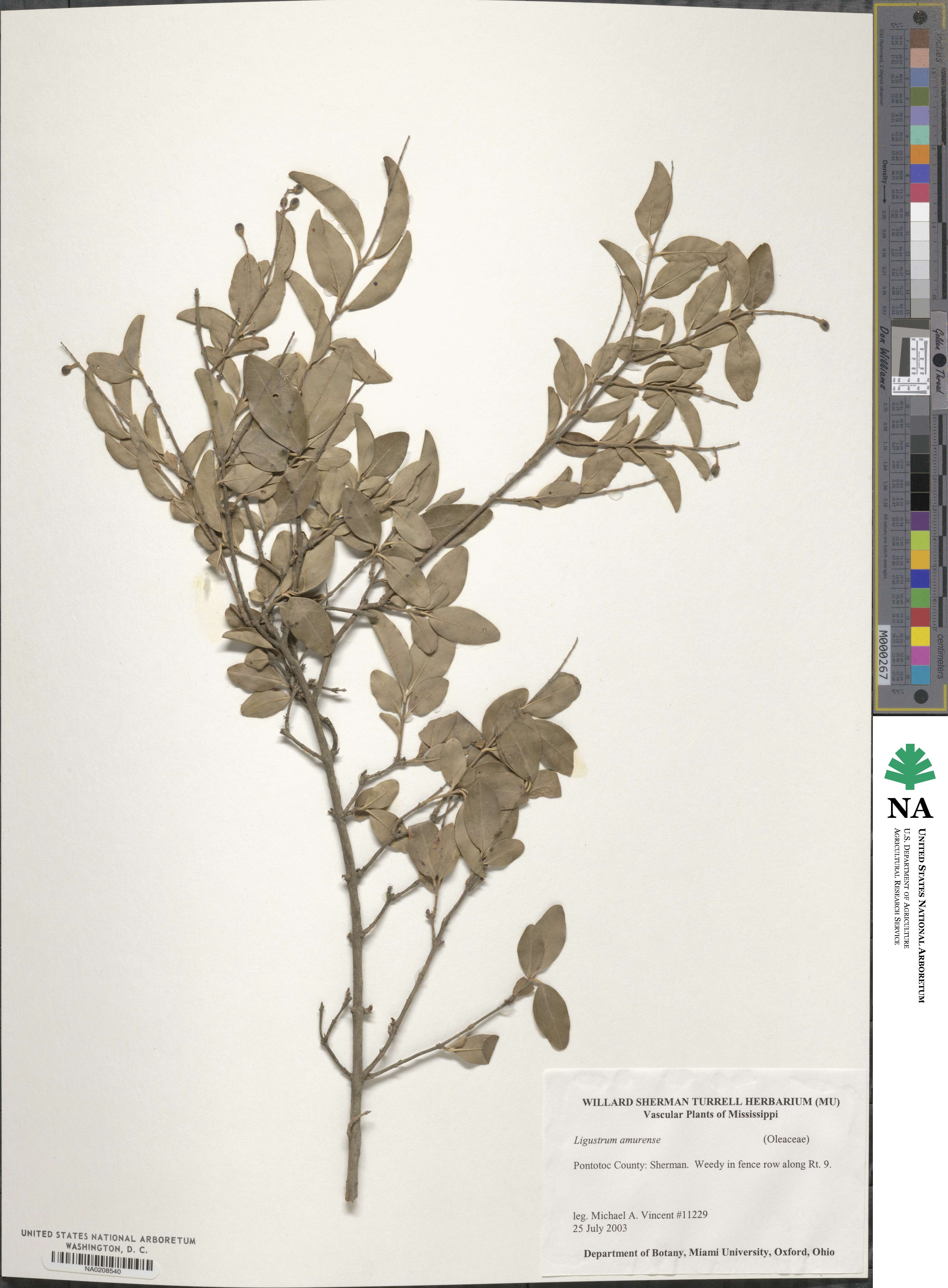 Ligustrum amurense image