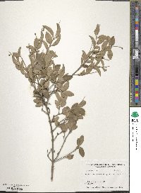 Ligustrum amurense image