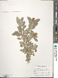 Ligustrum obtusifolium image