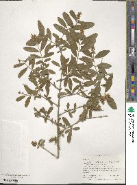 Ligustrum obtusifolium image