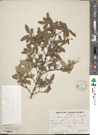 Ligustrum obtusifolium image