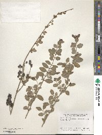 Ligustrum sinense image