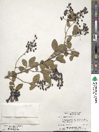 Ligustrum sinense image