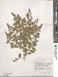 Ligustrum sinense image