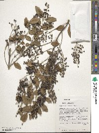 Ligustrum sinense image