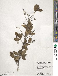 Ligustrum sinense image